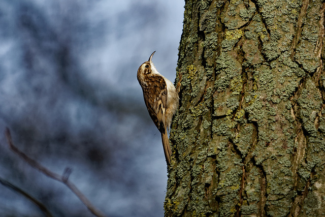 Tree creeper