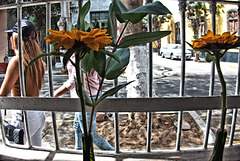sunflowers and fence
