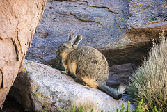 Viscacha (Lagidium)