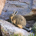 Viscacha (Lagidium)
