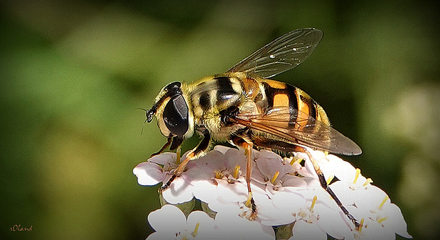MYATHROPA FLOREA
