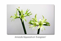 Amarylis Hippeastrum Evergreen - 12.9.2014