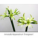 Amarylis Hippeastrum Evergreen - 12.9.2014