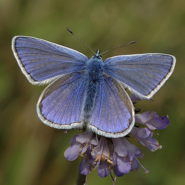 Small Blue