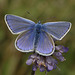 Small Blue