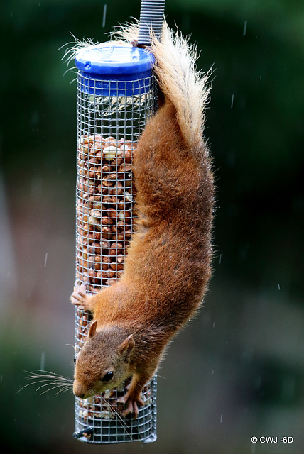 Blondie having lunch in the rain