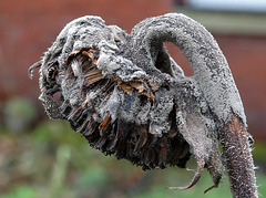 Mouldy Sunflower