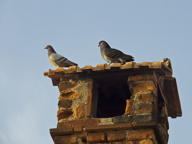 Flirt on the chimney - The medieval village of the Ricetto, Biella