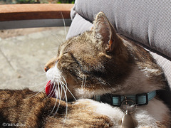 Bastian washing - for Happy Caturday