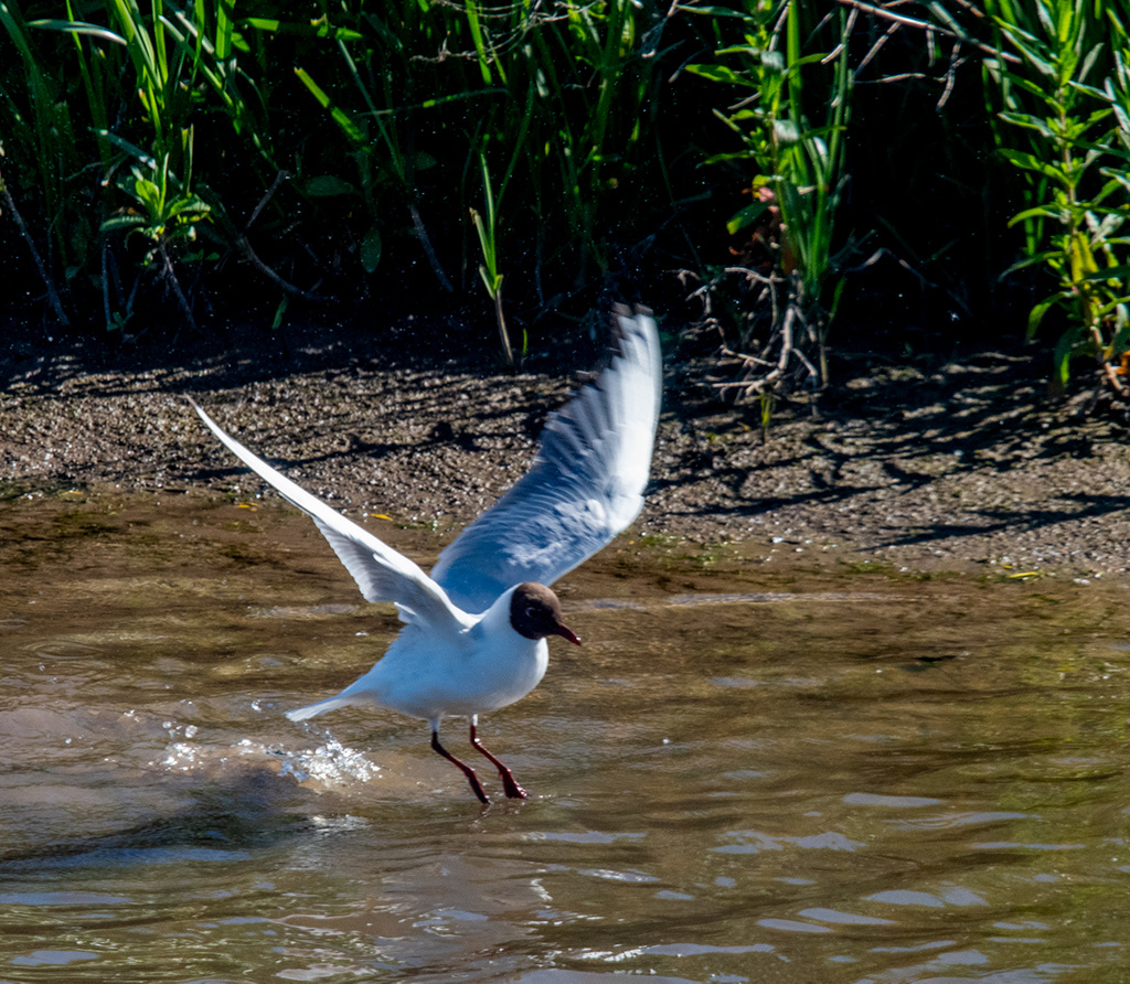 Black headed gull