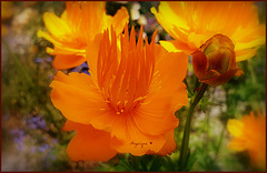 Trolle d’Europe (Trollius europaeus), bouton d’or des bassins