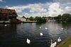 Swans On The Bure At Wroxham