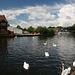 Swans On The Bure At Wroxham