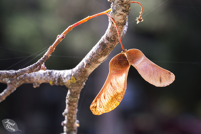 Glowing Maple Bat