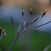 DSCF5417