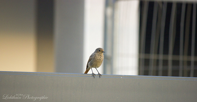 Common Redstart