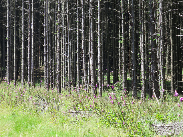 Forestry