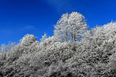 White Trees!