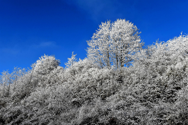 White Trees!