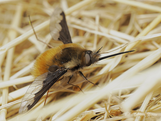 Bombylius major