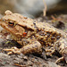 Crapaud