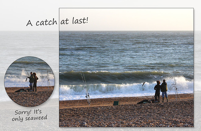 Seaweed catch - Seaford - 16.5.2015