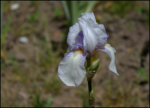 Iris Ma Mie (5)