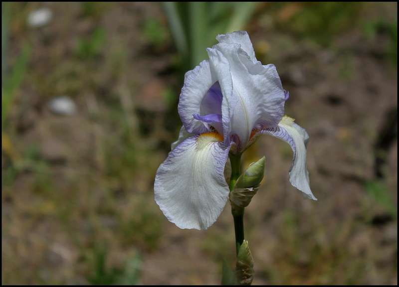 Iris Ma Mie (5)