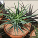 Aloe (2)