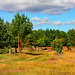 Spätsommer in der Viezer Heide