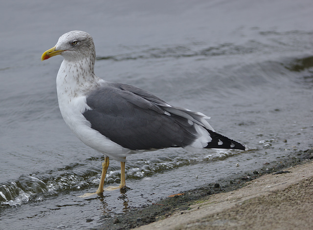 IMG 9949pigeonkillinggull