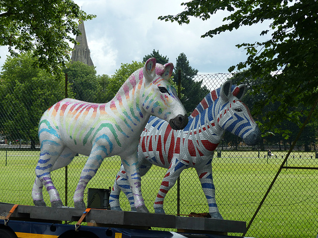 Zany Zebras On Parade_026 - 12 July 2016