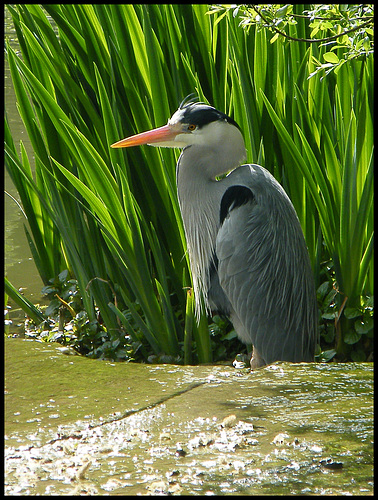 heron's beard