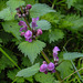 20170419 0509CPw [D~LIP] Rote Taubnessel (Lamium purpureum), UWZ, Bad Salzuflen