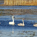 Male, female and cygnets