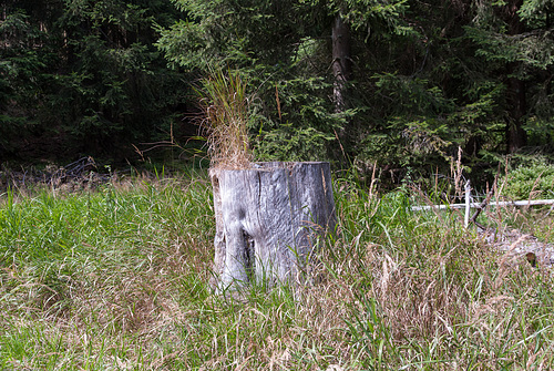 Steinwald