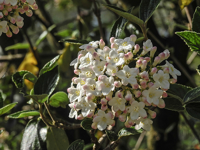 20180419 3964CPw [D~LIP] Korean spice viburnum (Viburnum carlesii), UWZ, Bad Salzuflen