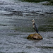 Heron