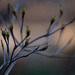 DSCF5418
