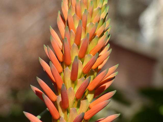 Flor de Aloe Vera