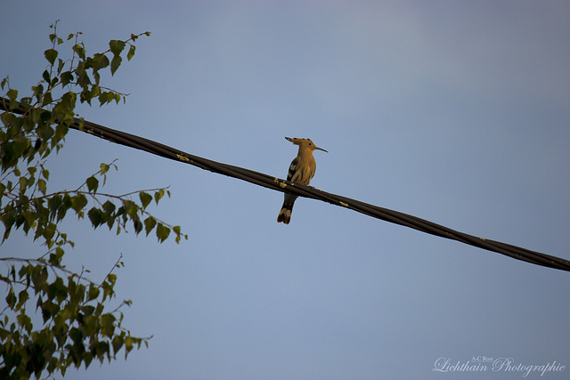 Hoopoe