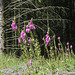 Foxgloves