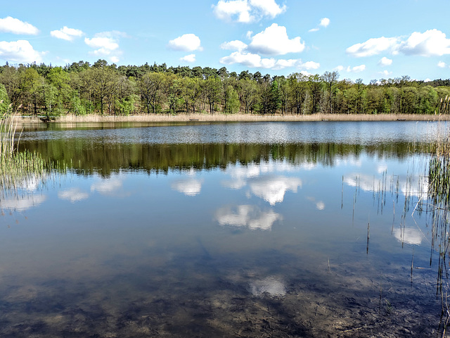 Natur pur in Holbeck/Brandenburg