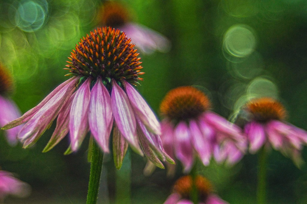 Coneflower Trio