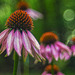 Coneflower Trio