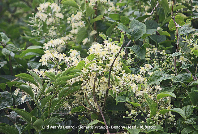 Old Man's Beard Clematis Vitalba Beachy Head 19 8 2021 wide