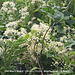 Old Man's Beard Clematis Vitalba Beachy Head 19 8 2021 wide