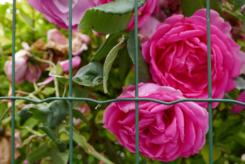 fenced roses