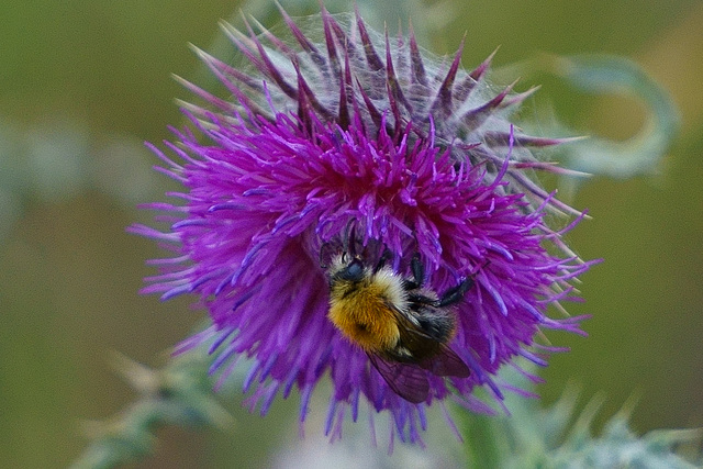 Kleine Hummel an Distelblüte