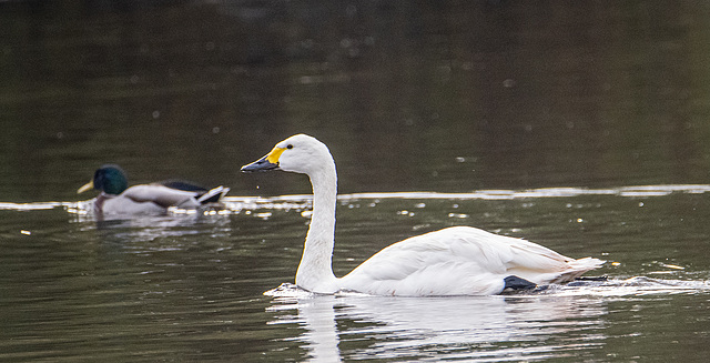 Whooper swan